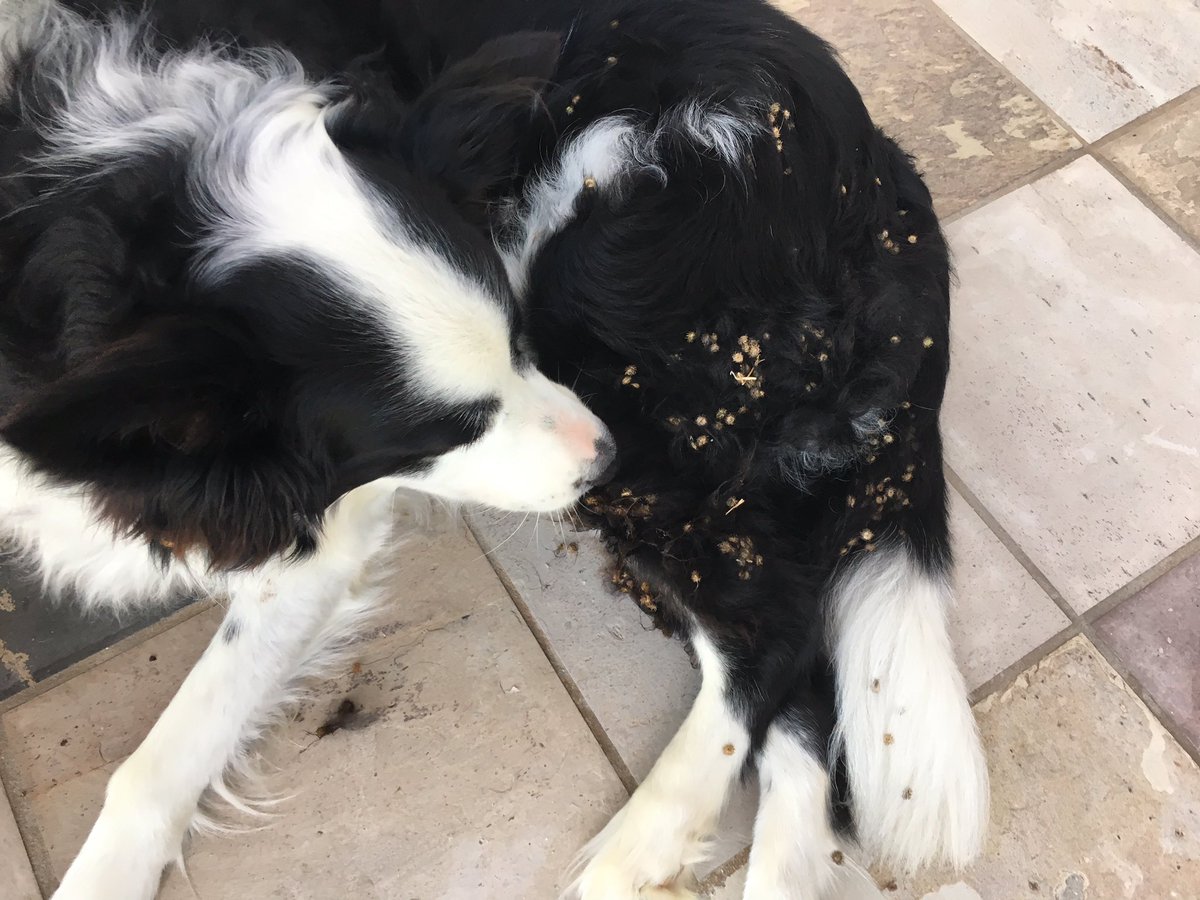 wranglerk9's tweet photo. Played in the burrs today https://t.co/L44dihzr4D