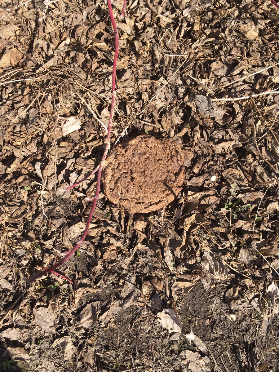 rgstone1's tweet photo. Looking for a species ID. Found a few of these in the back yard #pooID https://t.co/E52LWh7xb5