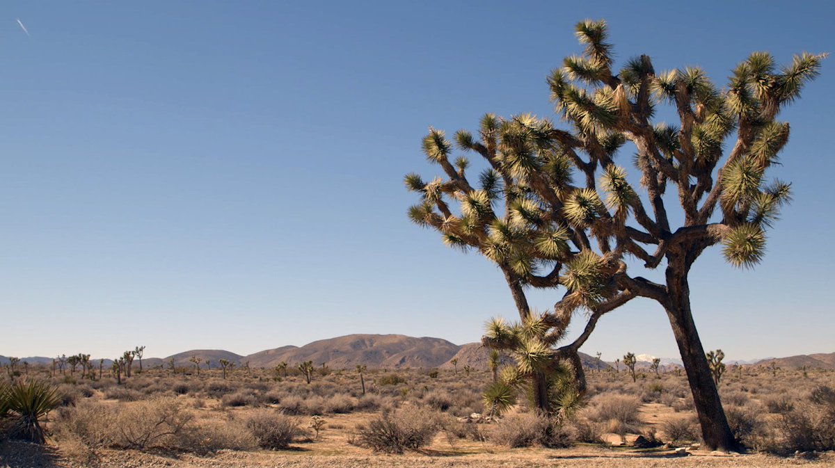 TheAutry's tweet photo. Some #RoadTrip inspo from @JoshuaTreeNPS for this #HolidayWeekend from the #CAroadtrip video install in #CAcontinued https://t.co/WcXlZuT1vn https://t.co/lC9oSVVctZ