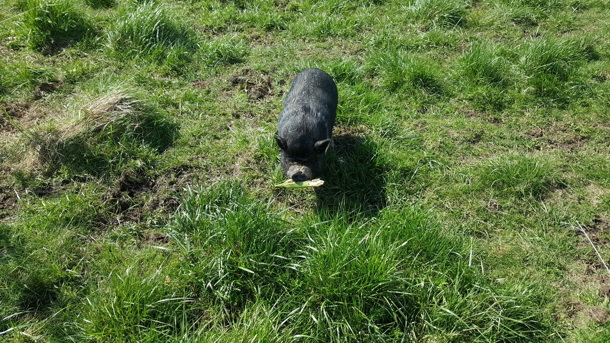 Pigs Peace Sanctuary tweet media