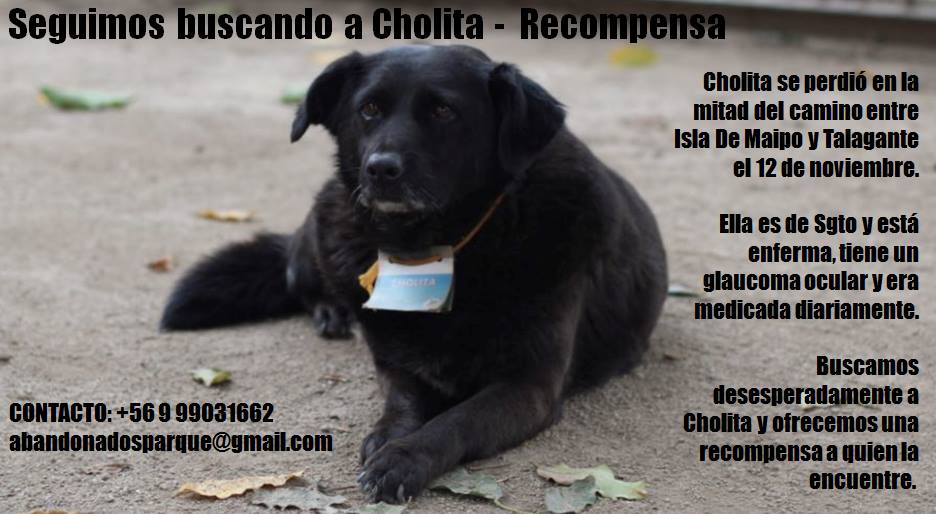 abandonadosparq's tweet photo. Seguimos buscando a #Cholita perdida en  #IsladeMaipo @islanoticias @muniislademaipo https://t.co/g0A9RoJmoF