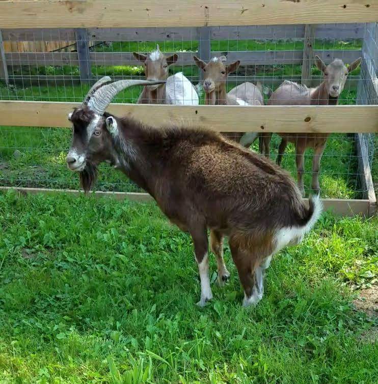 PurposeFarm's tweet image. Thanks to a generous person, Gilbert will soon be getting his prosthetic legs!