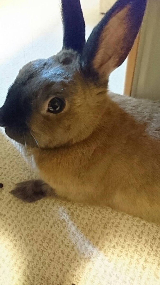 やえぽん うさぎ編 仕事が忙しすぎて0時を過ぎる日もあるため の爪切りになかなか行けず 自宅de爪 切りしてみたら なんとかできそう でも爪が黒い子はどれくらい切ればいいかわからず 毛が邪魔してよく見えず こわーい