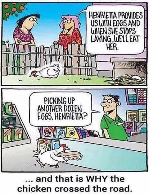 SwedishCanary's tweet photo. And that, my friends, is why the chicken crossed the road... https://t.co/0EkCoivTZi