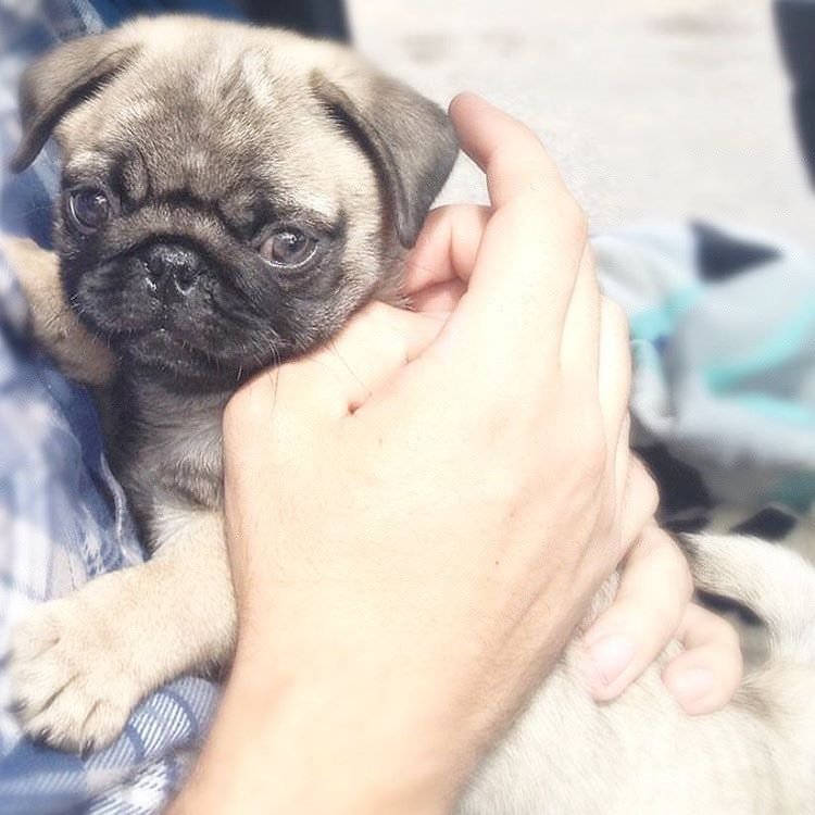 PugDailyClub's tweet image. A pug a day keeps doctor away!✌️

#pugdaily #pugs #pug #cute #puglover