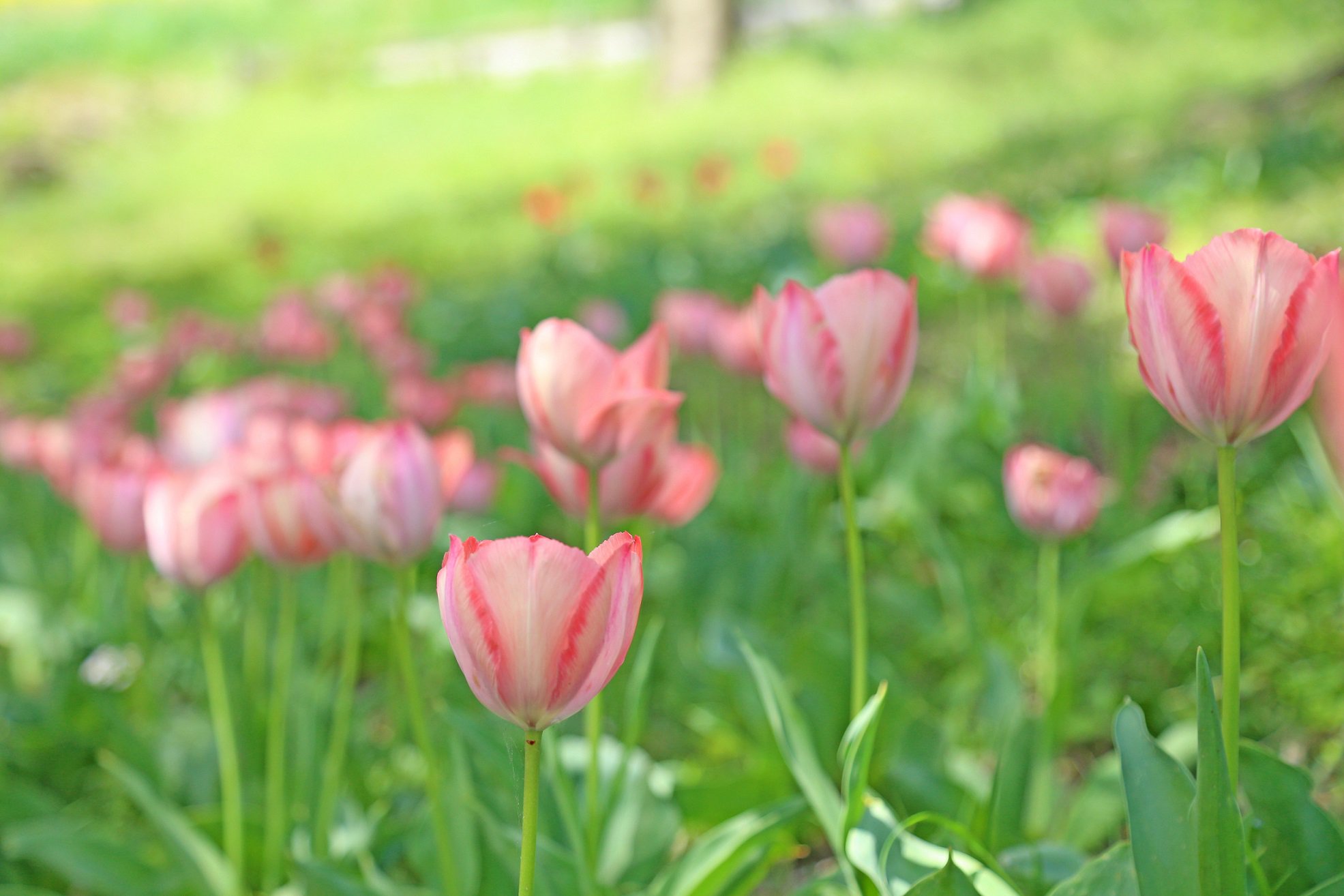 マザー牧場 自然観察園でチューリップが咲いています 赤 ピンク オレンジなど色とりどりの花が並び 小道を散策するだけで心和みますよ また チューリップの隣や うまの牧場 周辺では ムスカリも見頃です 場内を彩る花々を見ながら春を感じてみて