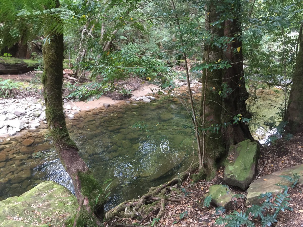 alisonlbare's tweet photo. Liffey Falls walk, Tas https://t.co/32h1hdhJf2