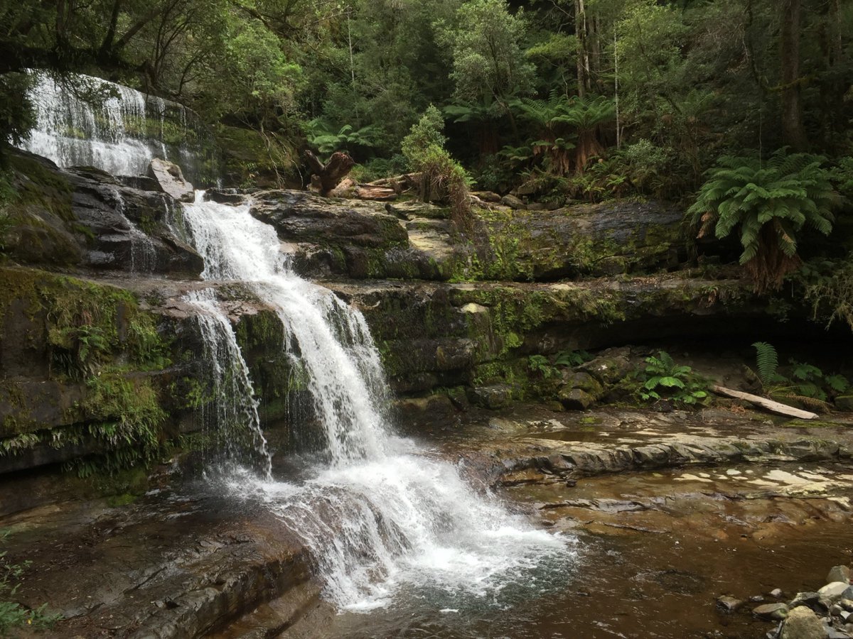 alisonlbare's tweet photo. Liffey Falls walk, Tas https://t.co/32h1hdhJf2