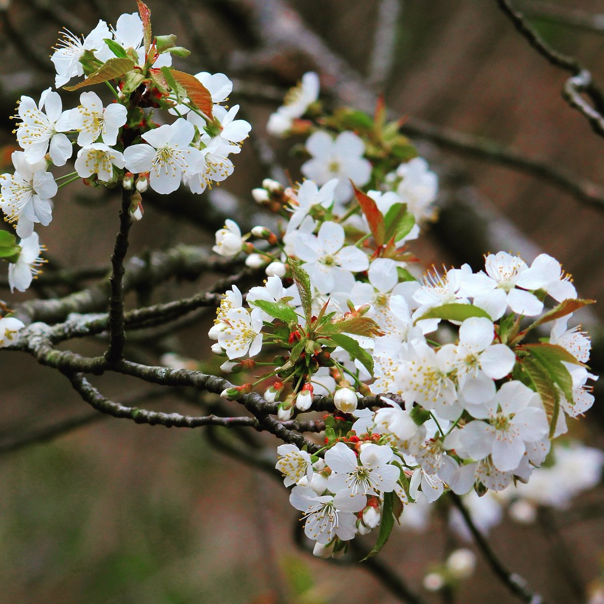 KayMDavid's tweet image. Cherry Blossoms Abound