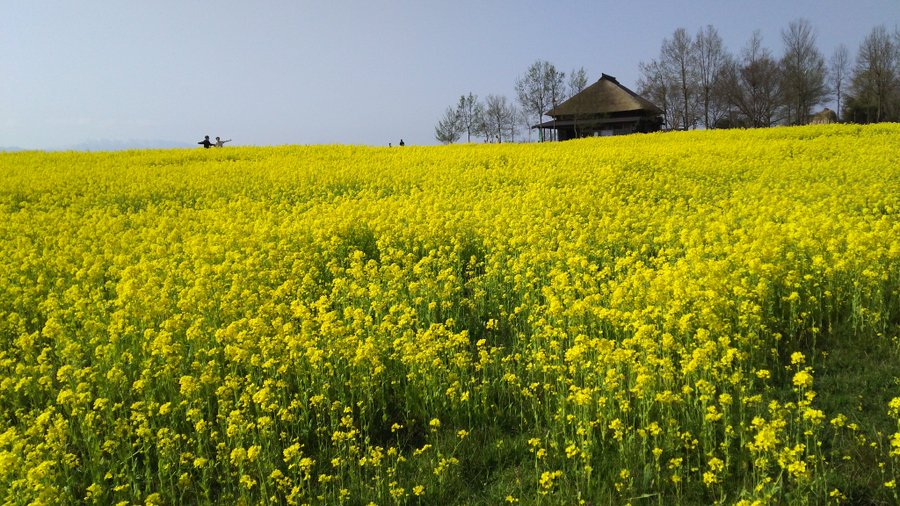 福島潟の菜の花の見頃 21年はいつ 周辺のスポットも徹底紹介 イッツマイライフ