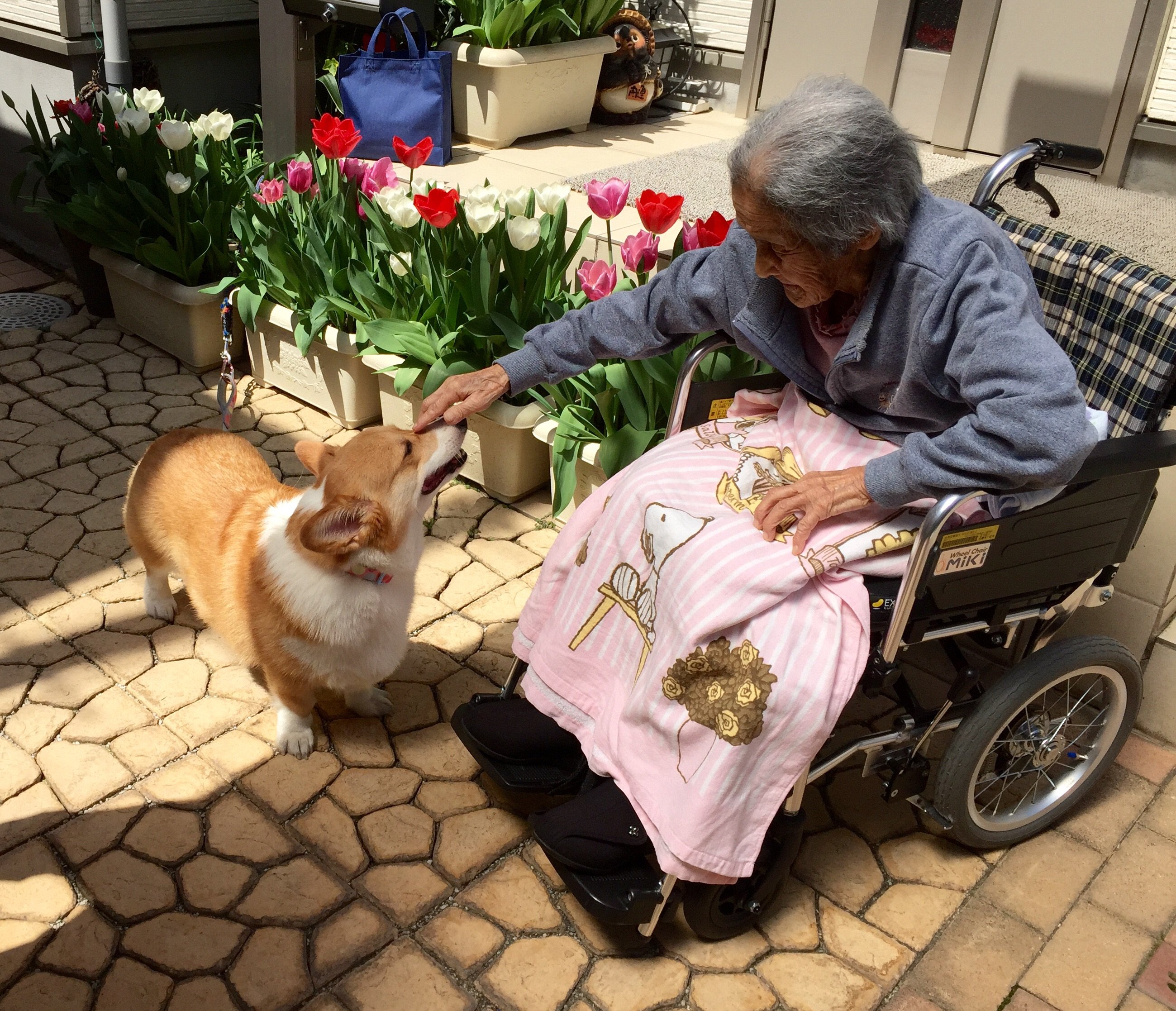 しお ターシャ テューダーとメギーみたい N コーギー T Co Ct3hz0a47f Twitter