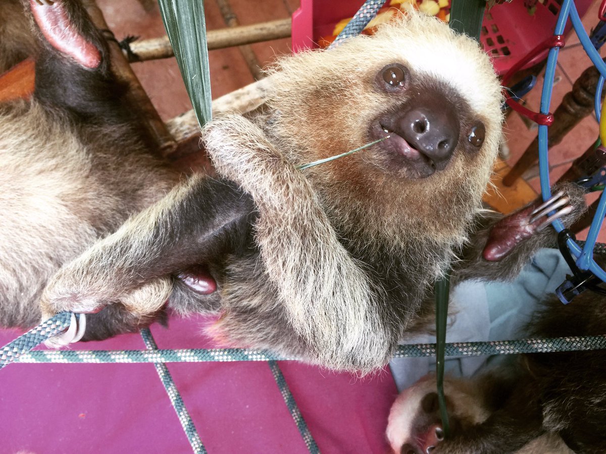 Somebody is super flexible!  @toucanrescueranch #sloths #slothlove #wildlife #conservation #borntobewild