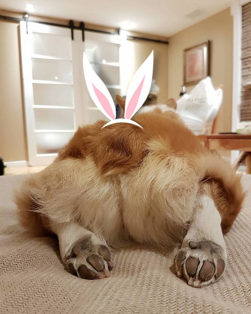 Chuibb_Corgi's tweet photo. Happy Easter from Bae the Corgi Bun 🍑
#HappyEaster #CorgiBunny #CorgiButtsDriveMeNuts #BaeOnVacay #Sploot #Chilli… https://t.co/daxEFVQkEr https://t.co/dakKBDuJnK