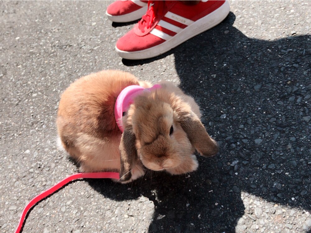 ぷぷです🐰🐇 (@rabbit_pupu) | Twitter