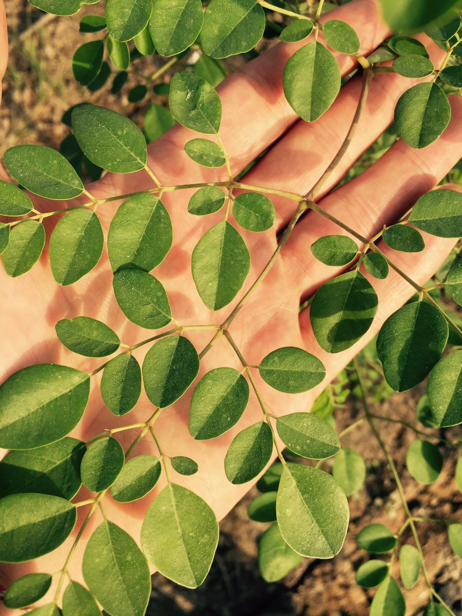 sanleaf's tweet image. Original Sanleaf Moringa - Eigener Anbau im Ursprungsgebiet - Nordwest Indien💚 

moringa-europe.com

#moringa #vegan #fitness #beauty