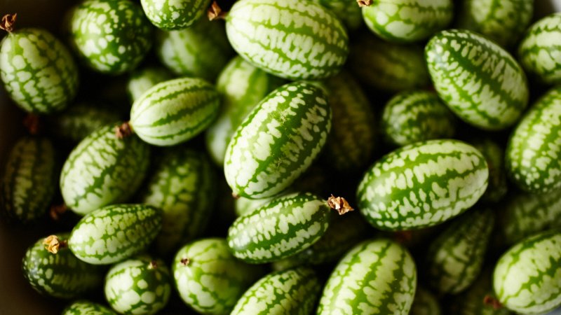 carey_cavanaugh's tweet photo. First, I try tasty #CuteCumbers at Ontario's @MucciFarms. There are CucaMelons too. If not for #BBQ & lamb chops could almost be vegetarian. https://t.co/QrHKngwxWI
