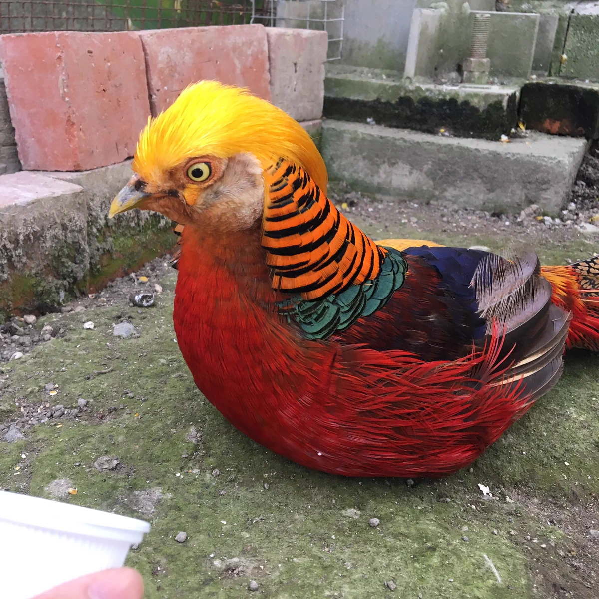 せっかくあげたのに。。エサを食べてくれないカズレーザー似の鳥ｗｗ