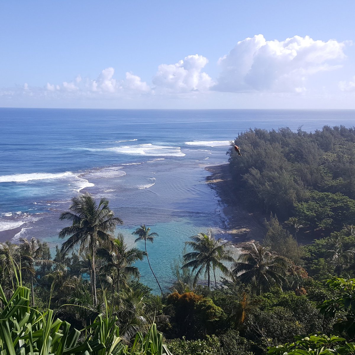 SmithAudrye's tweet photo. Na Pali Coast beauty. #thatislandlife #kauai #travelhawaii https://t.co/r0zRvQVH1s