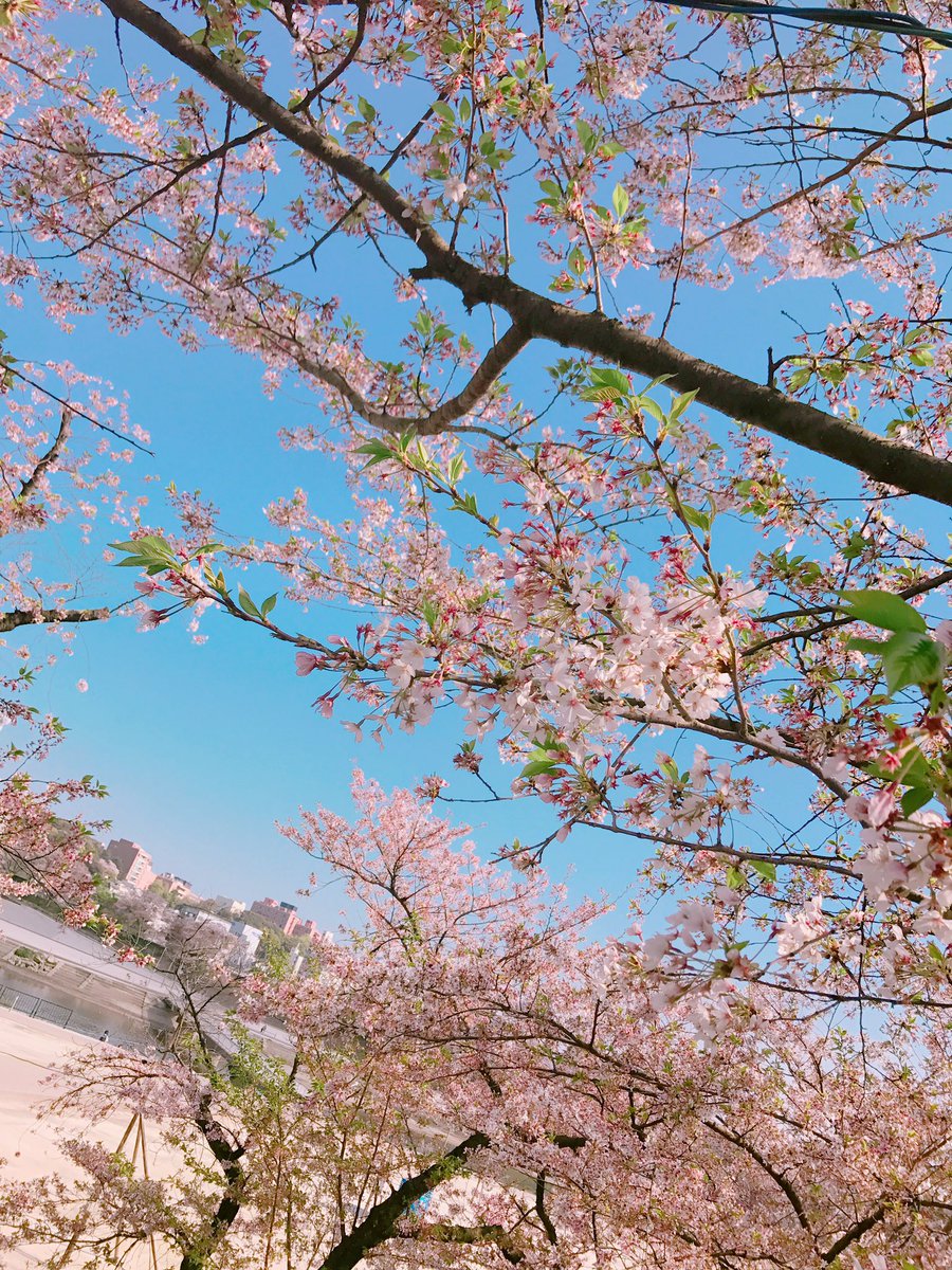 TY9522's tweet photo. 散りゆく。 https://t.co/8NBjsoDcvB