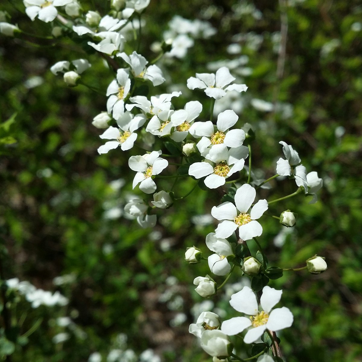 잊지 말아야 할 것이 있다.
0416.
가슴와 마음에 살아 숨쉰다.
채 피지 못한 꽃들이 남긴 삶의 몫은
이제 살아 있는 자들이 지고 살아야한다.

다시는 일어나서는 안될 일.