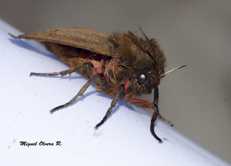 MiguelOlverAlas's tweet photo. Pechirroja-Phragmatobia fuliginosa (Erebidae). #LEPIDES #VERpolillas Estaciones de muestreo de @asoc_alas #EM18600_ALAS Ruby Tiger #moth https://t.co/rdWNl1Ld3D