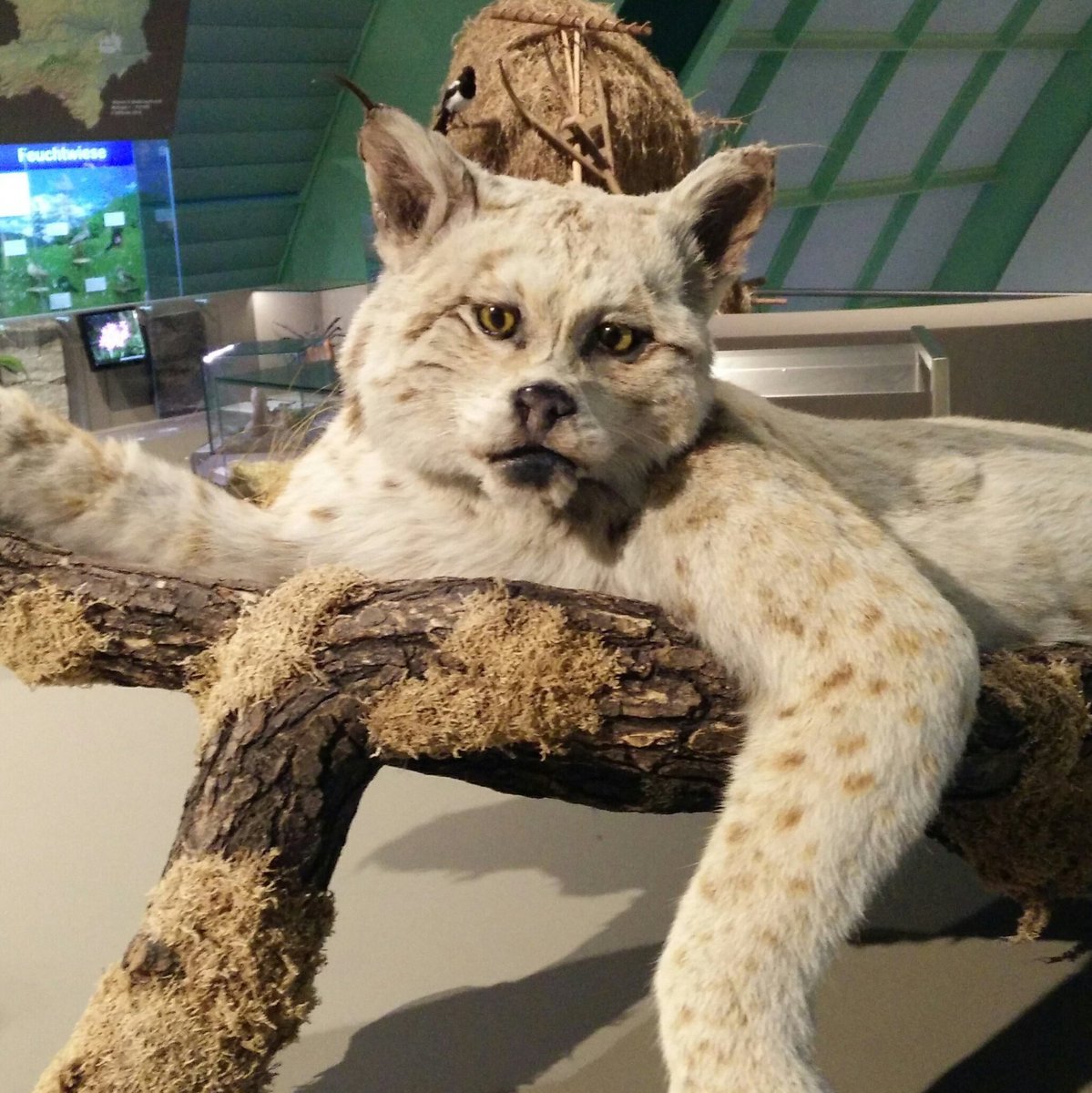 Mátame, camión! (El Tópic de la Taxidermia Chunga) - Página 9 C9hNMhHXkAE7yIl