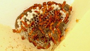 isciencejournal's tweet image. Inspired by nature, scientists apply swarm intelligence to study properties of large molecules indiansciencejournal.in/inspired-by-na… #drug_design