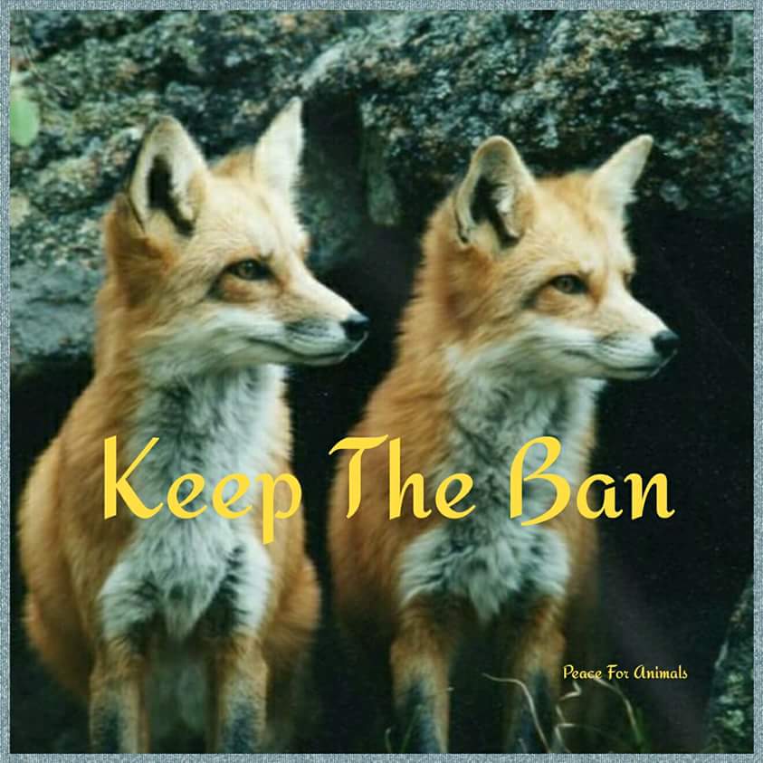 Peace For Animals (@janelaw16) on Twitter photo 