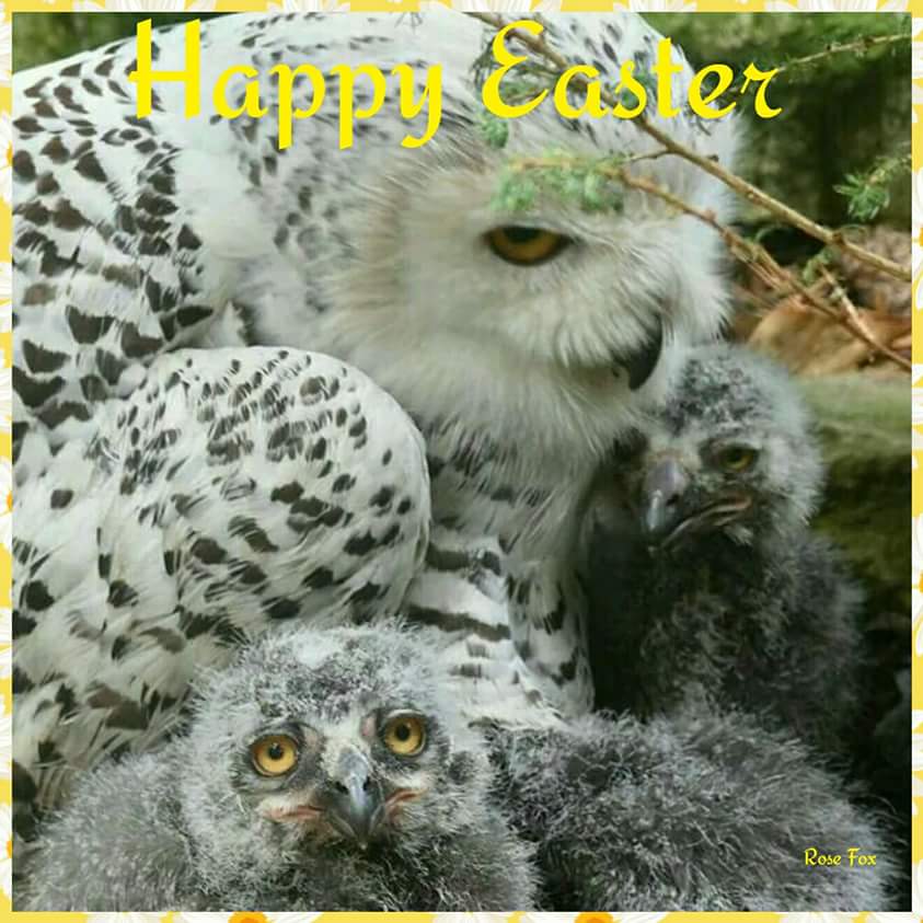 Peace For Animals (@janelaw16) on Twitter photo 