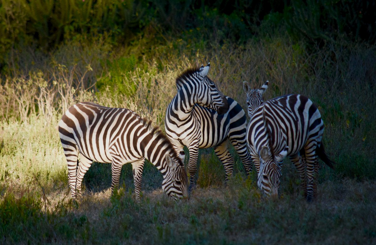 _NikJackson's tweet image. SNAPPED STRIPES right in front of the house at brekkie, beauts.  facebook.com/munduihouse/