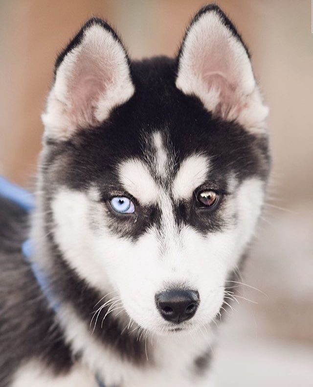 huskieshere's tweet image. Pic By: Stevan Zugic ( On @Flickr )