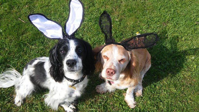 Happy Easter! Olly and Louis hope you have a fun and safe day https://t.co/IGdOw6RMLe<a href="/tag/mvsales"class="tags"><span>#mvsales</span></a>