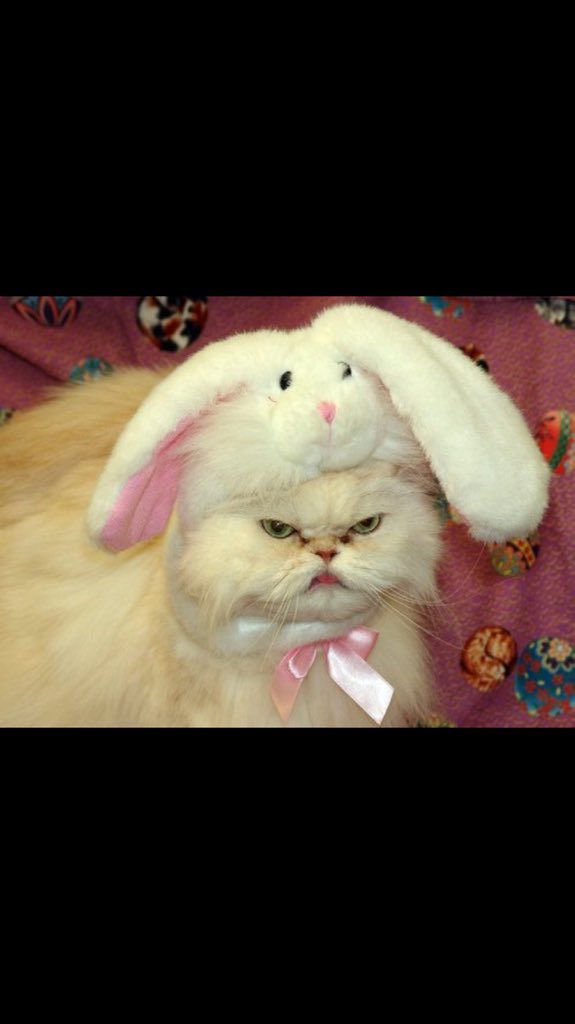 realblofeldscat's tweet photo. It's that time of year again... #spectreeasteregghunt https://t.co/CcfOKtfReQ