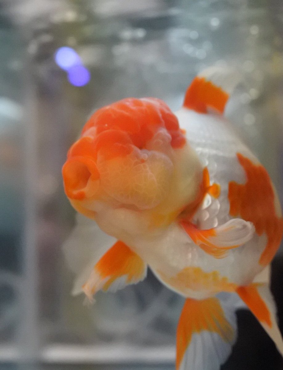第35回日本観賞魚フェアのまとめ 10ページ目 Togetter