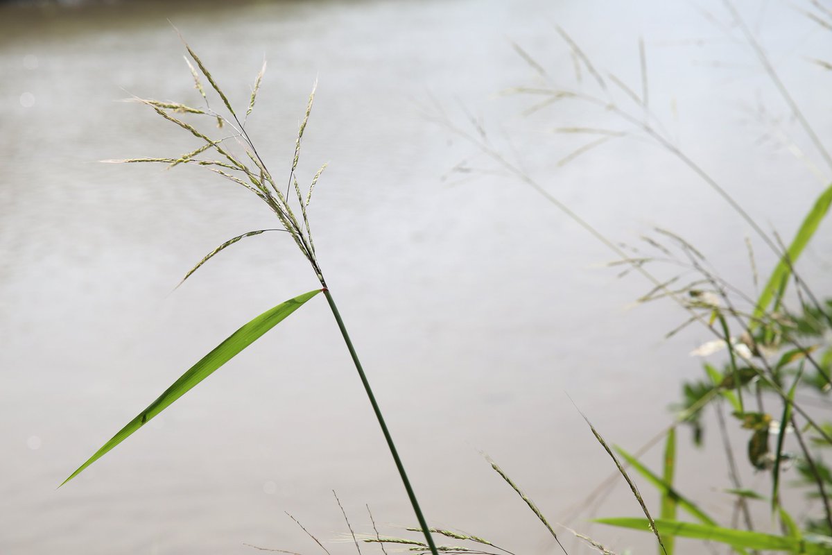CropWildRelativ's tweet photo. Grassy stunt virus destroyed >116,000ha of rice in Asia in the 1970s, one wild species, Oryza nivara was resistant https://t.co/yND6aBZzpU https://t.co/tlgYu9kxJj
