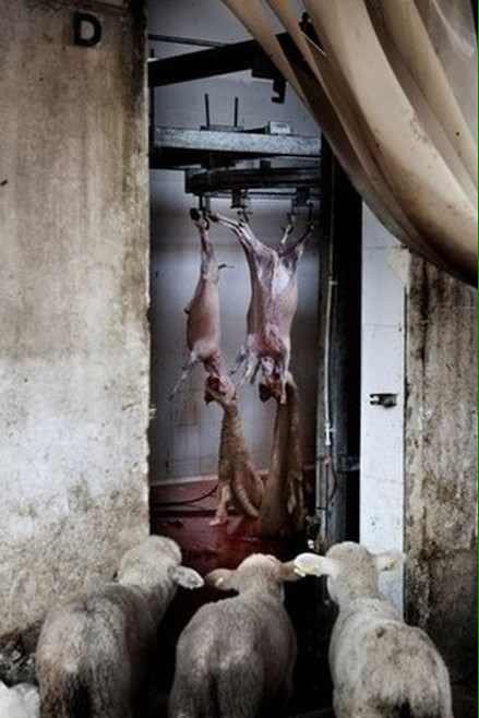 Today, the friends &amp; families of 1000s of innocent baby sheep will be #mourning their #murder. #eastersunday #HappyEaster #easter #lamb