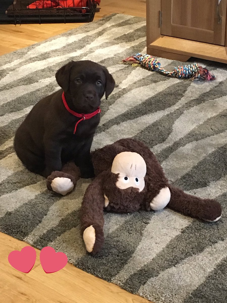jilltelf's tweet photo. Puppy love #labpuppy #cutenessOVERLOAD 😍😍loves her monkey 🐒 xx https://t.co/3OAFAbeJwn