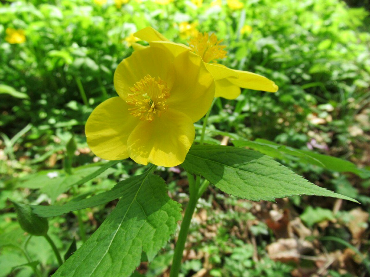 雑草図鑑 準備中 على تويتر 159 ヤマブキソウ ケシ科 日本 中国に分布 別名クサヤマブキ フォレストポピー ヤマブキとは縁遠いが そっくりな花を落葉樹林の中などに咲かせてしばしば群生する 花弁はヤマブキの５弁に対して４弁 ヤマブキと違ってメシベが