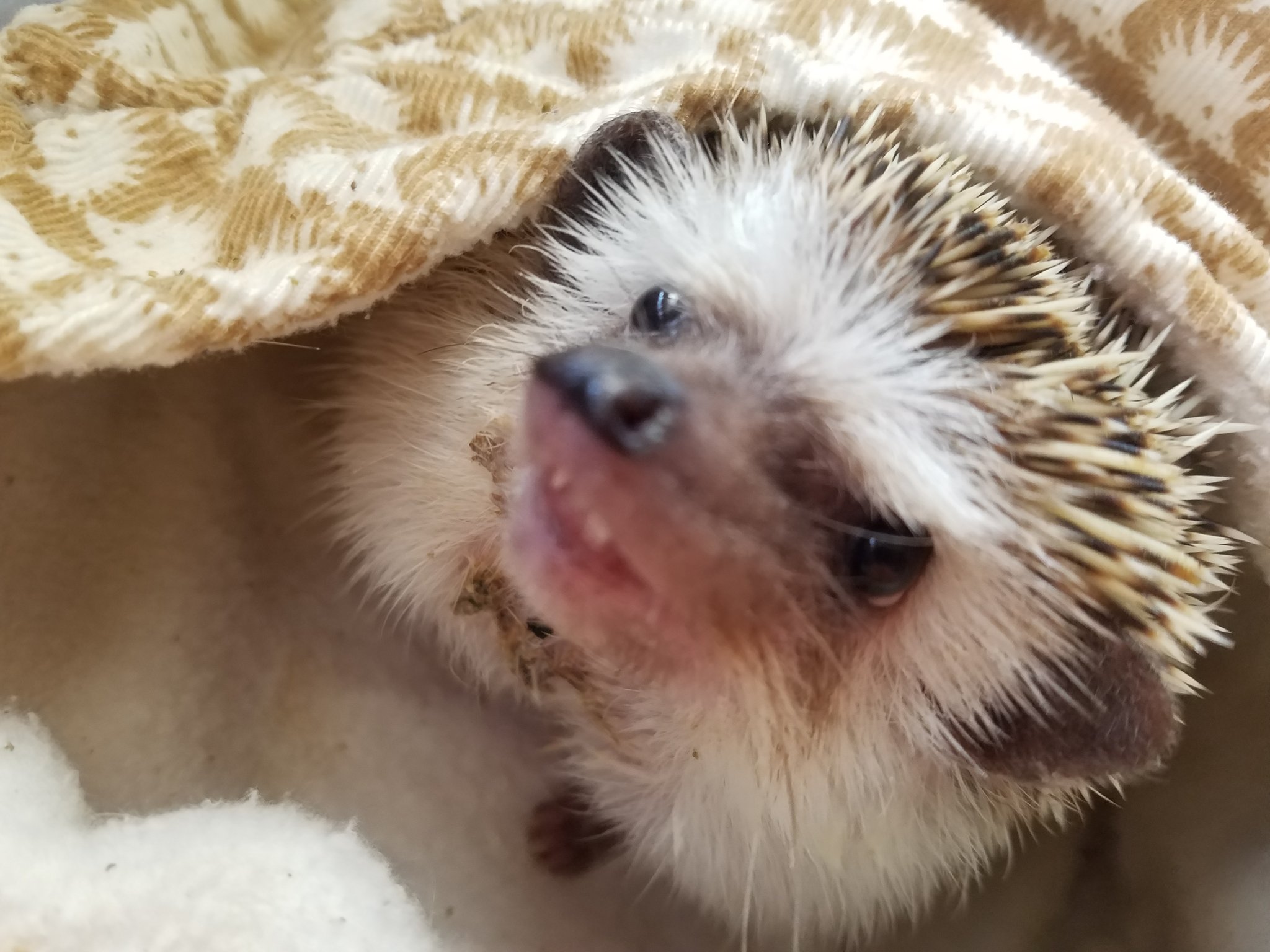 ささめさん Sasame0308hri Twitter