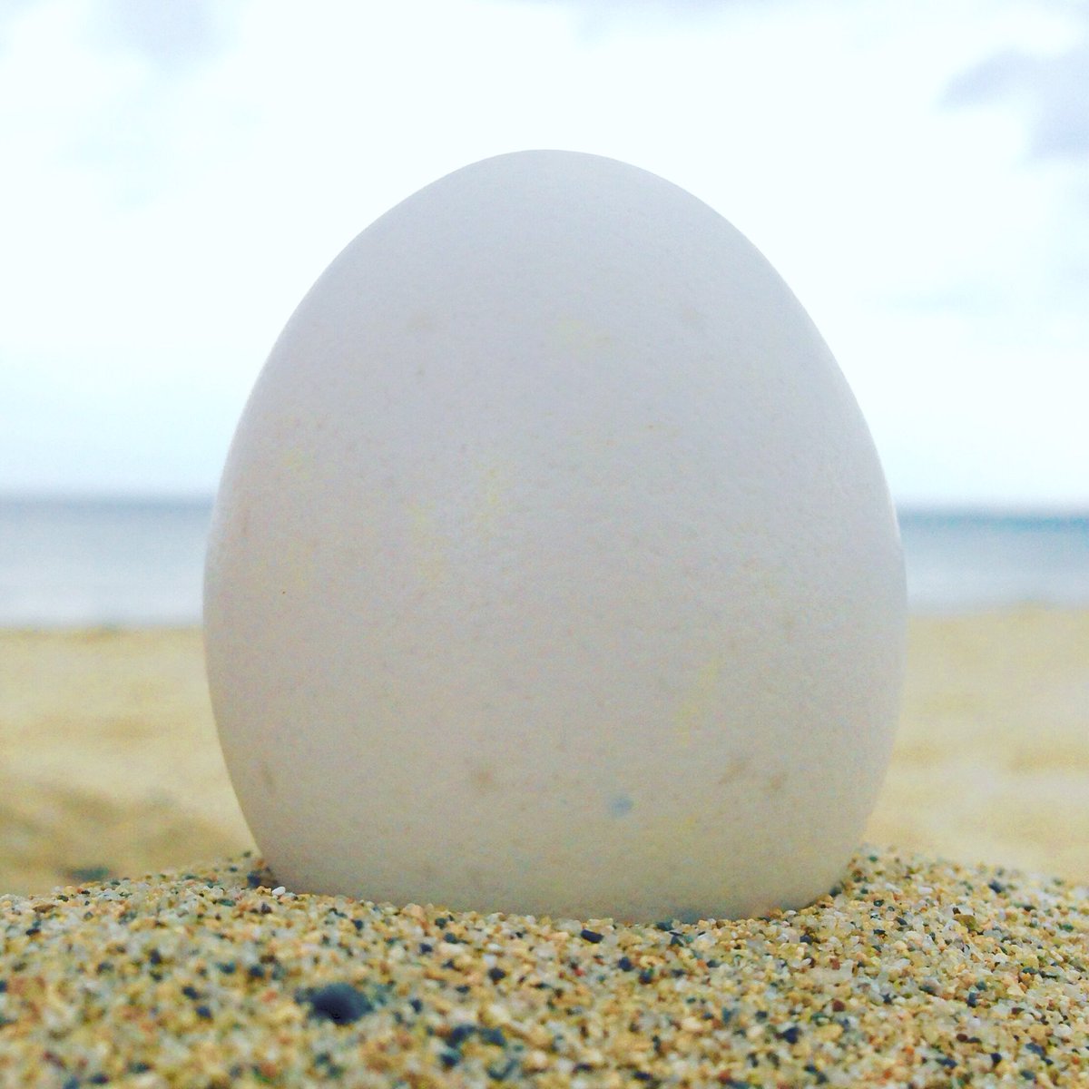 アイコン卵 Egggism Twitter