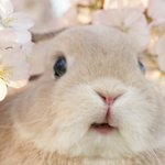 うっひょー!こんなかわいい表情のうさぎ見たことないｗ