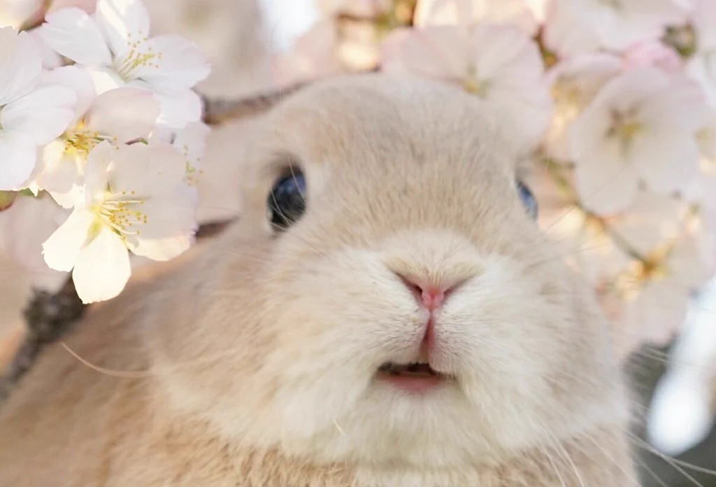 うっひょー！こんなかわいい表情のうさぎ見たことないｗ