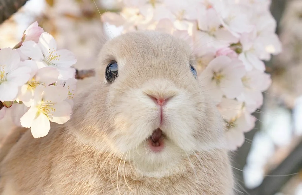 うっひょー！こんなかわいい表情のうさぎ見たことないｗ