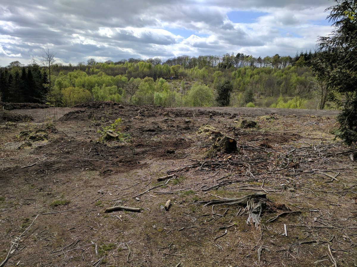 FathiTarada's tweet photo. Shocked and disappointed at scenes of mass deforestation @WildernessWood https://t.co/Gn1HehZXqG
