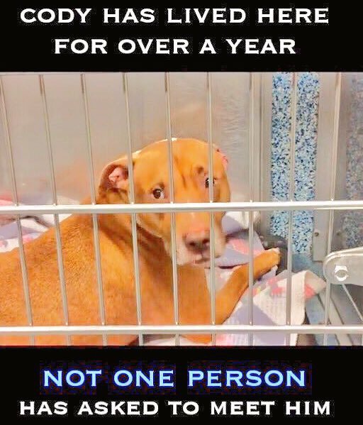 TheRealToriNYC's tweet photo. #ADOPTCODY already๐ ๐ช https://t.co/faw6O5QXQr