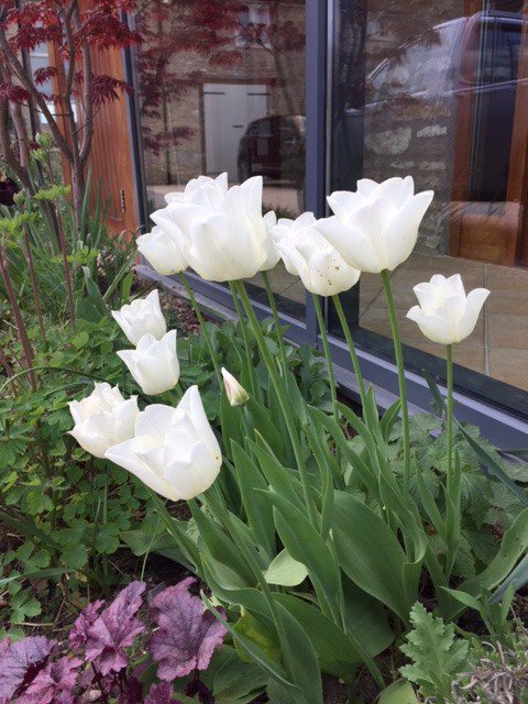 lighthousefrome's tweet image. These beauties never fail to delight each spring in the courtyard area @lighthousefrome