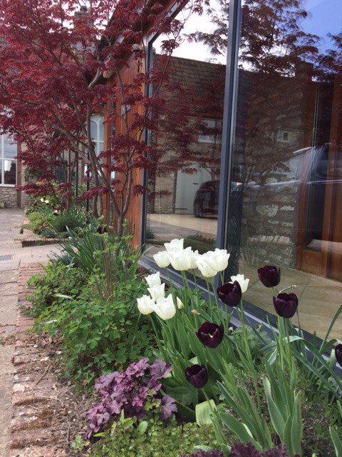 lighthousefrome's tweet image. These beauties never fail to delight each spring in the courtyard area @lighthousefrome