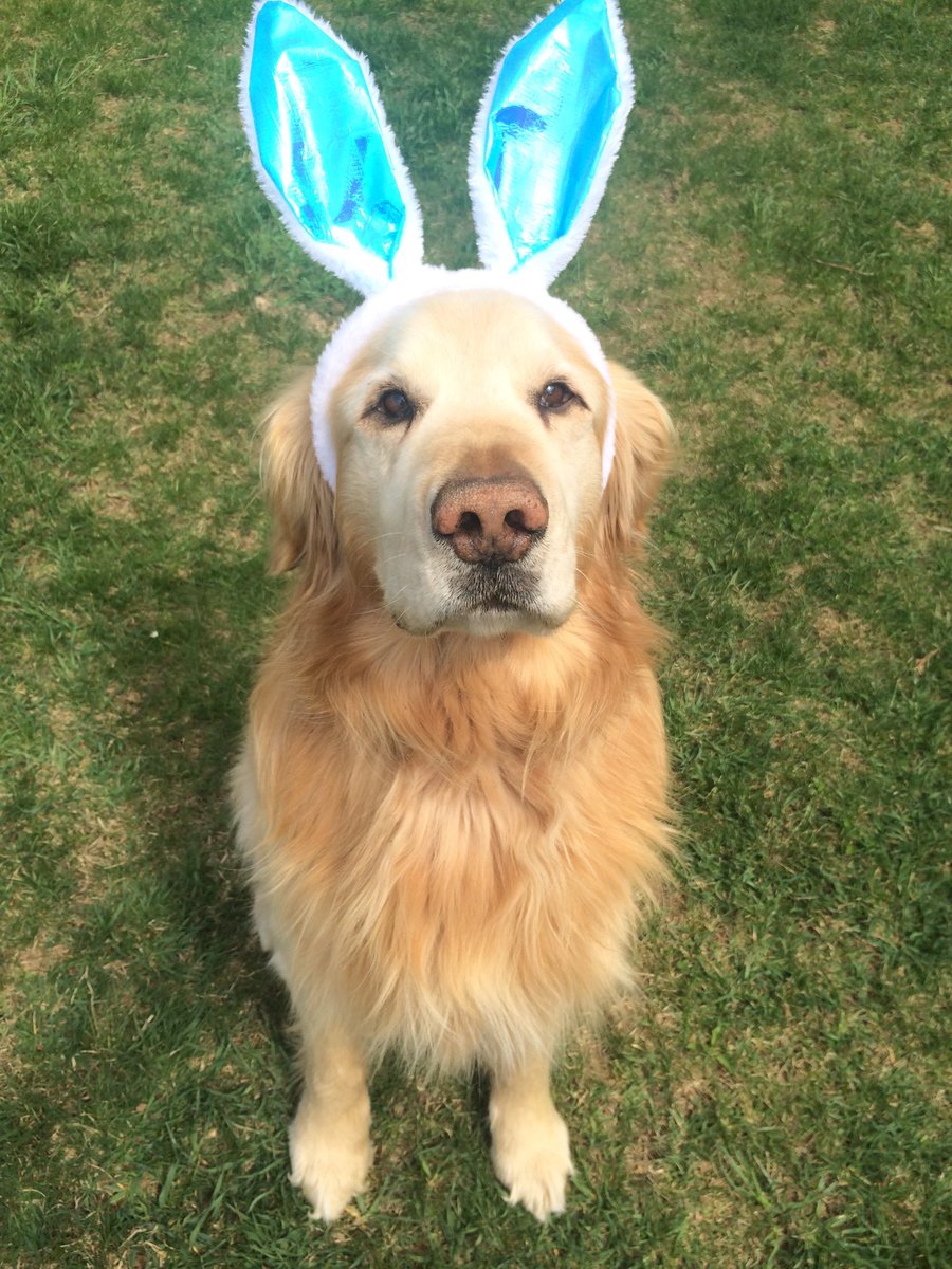 kaitlyn_long3's tweet photo. RT if you think the easter bunny is a good boy https://t.co/zSFFAI99qV