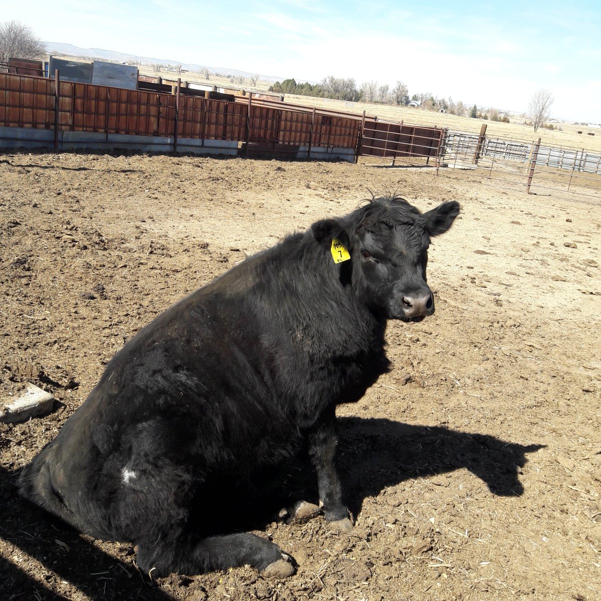 margmizu's tweet photo. In line with gerundive format of my book titles, our bull has 1 to offer: SITTING BULL #LOL #KillingTrail #StalkingGround #amwriting #K9Robo https://t.co/z4HiaHgLfN