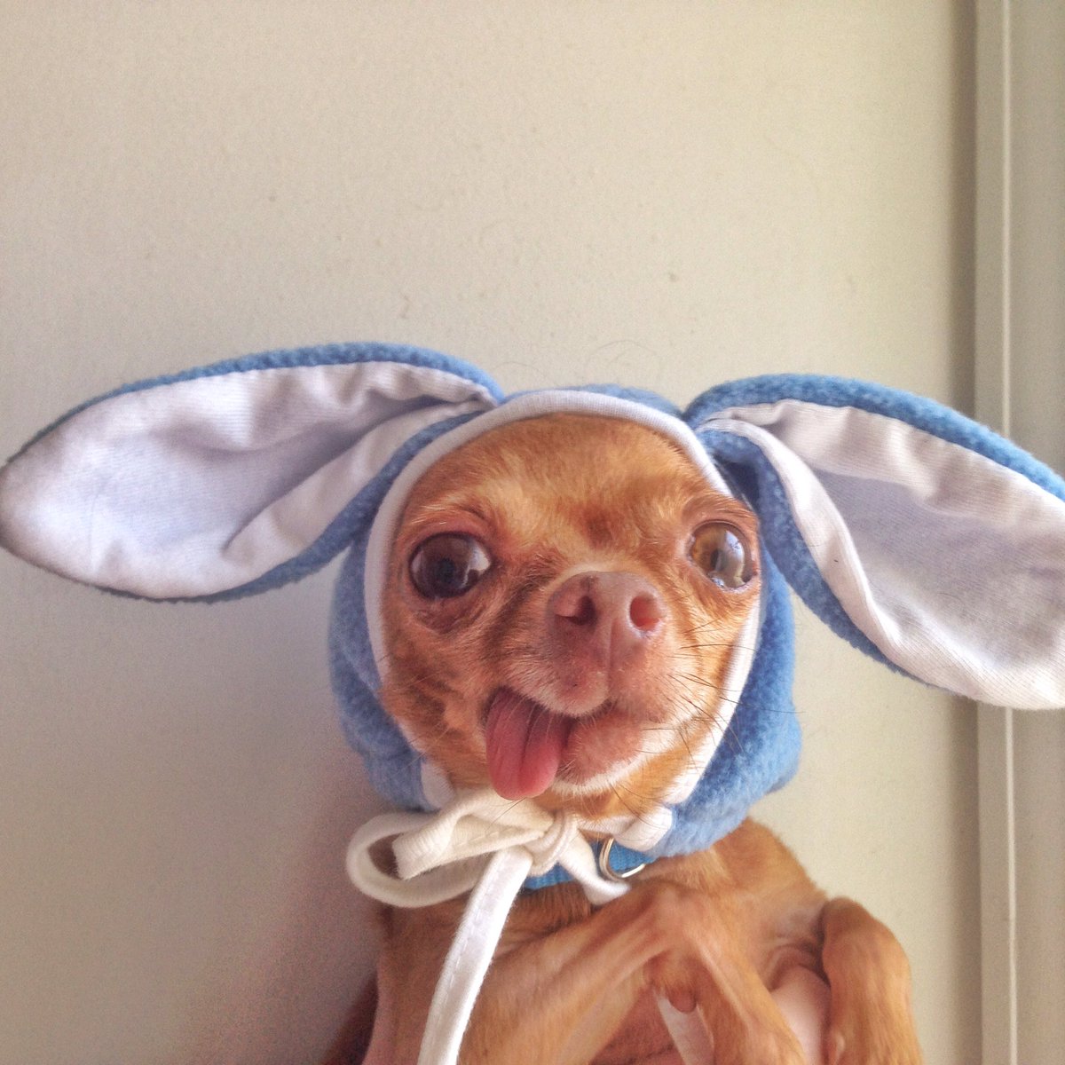 Mervinchihuahua's tweet photo. Hoppy Easter! 🐣🐰🌷 https://t.co/ar8QLUbaNU